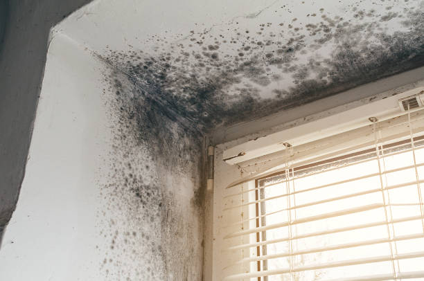 Affordable Black Mold Remediation solutions in Chincoteague Island, VA